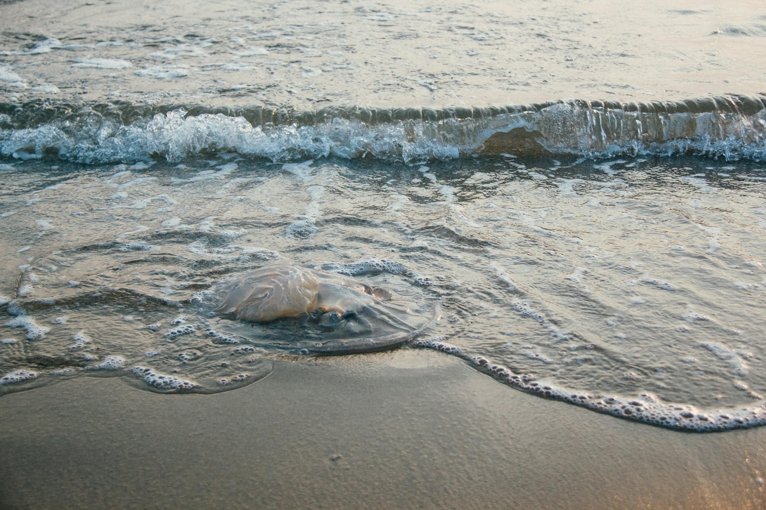 A tranquil scene of jellyfish washed ashore with gentle waves on a sandy beach.