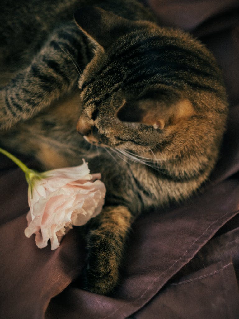 A cozy tabby cat lying with a pink flower on purple sheets. Soft and warm ambiance.